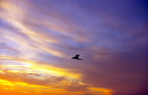 bird2
